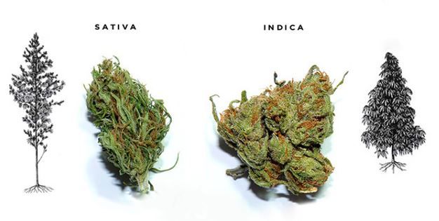 Different Strains
