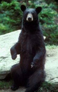 Bear Mace Pepper Spray
