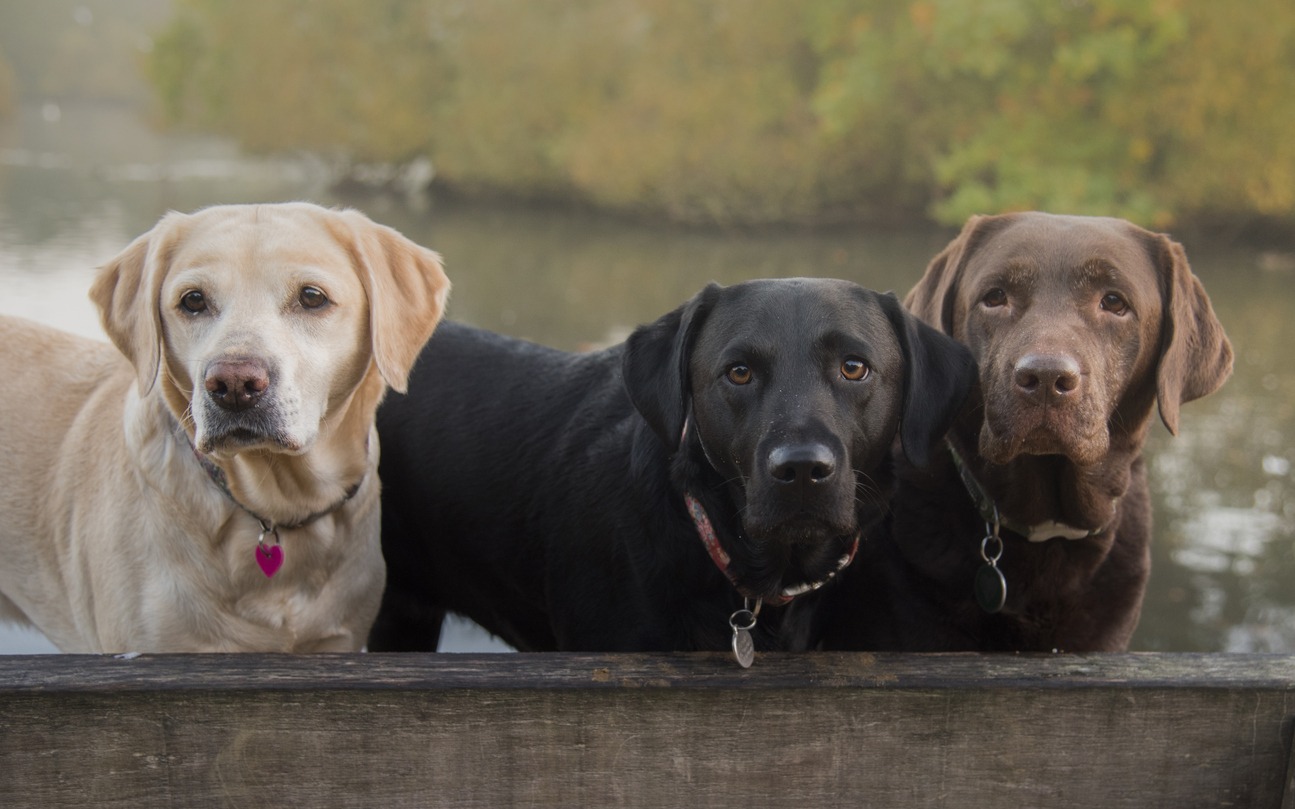 Three-labradors