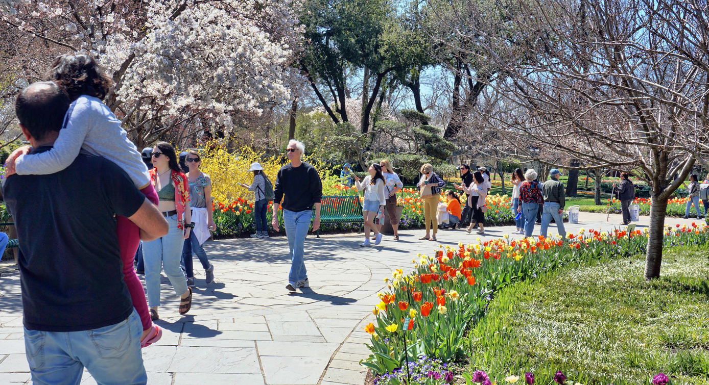 people on a nice spring day exploring the Dallas Arboretum Garden in Dallas, Texas