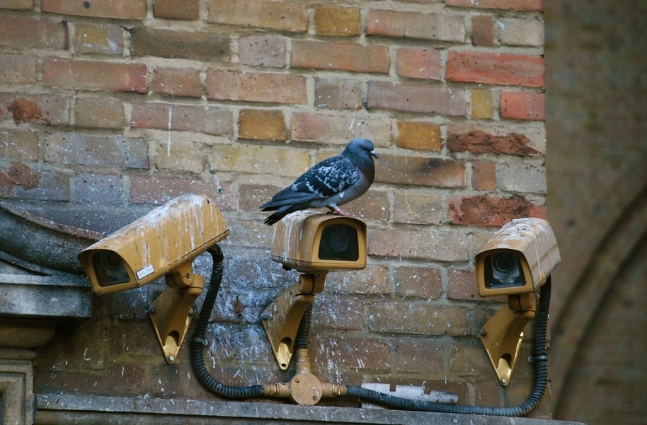 three-CCTV-cameras-a-bird-sitting-on-the-CCTV-bricked-walls